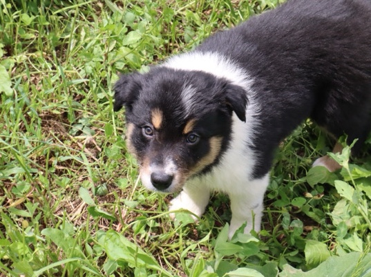 Border Collie Puppies Looking For Forever Home