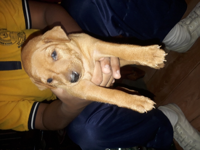puppy's for sale