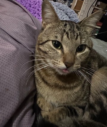 Bengal – 2 year old bengal cat