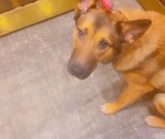Belgian Shepherd Dog (Malinois) – Belgian Malinois
