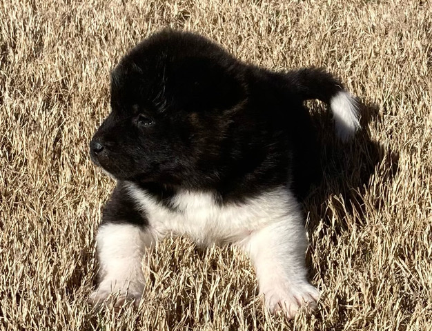 Akita – Akita Pups (Delta)