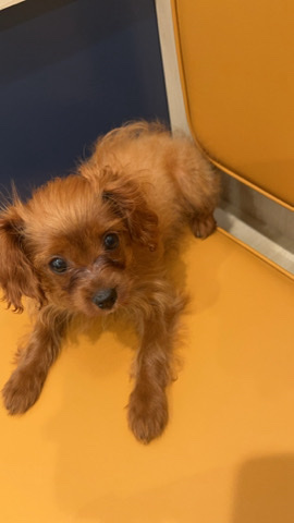 want to give her away