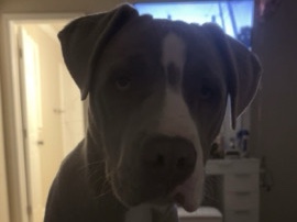 American Pit Bull Terrier – drako – Jefferson