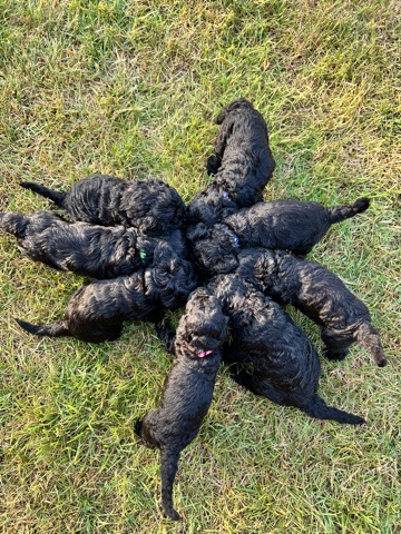 Goldendoodle FB1s