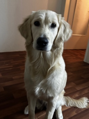 Golden Retriever – hira brauchst dringend ein neues zuhause