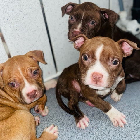 American Bulldog – American bully puppies