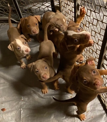 American Pit Bull Terrier – puppies for sale