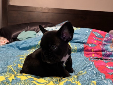 French Bulldog - akc pure female frenchie available for adoption in Canton