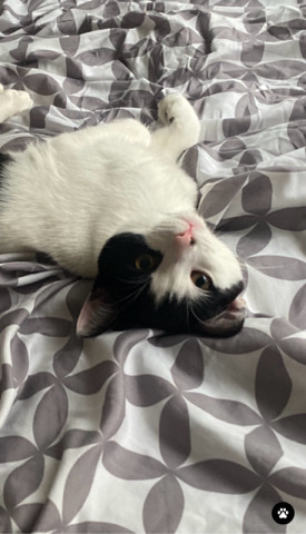 American Shorthair – totally free looking for a home