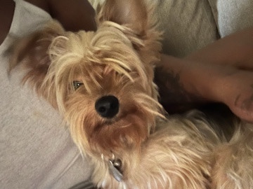 Yorkshire Terrier – Yorkshire Terrier in need of a great home – Harmans