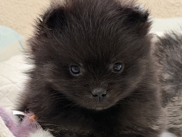 Pomeranian – puppy – Manchester
