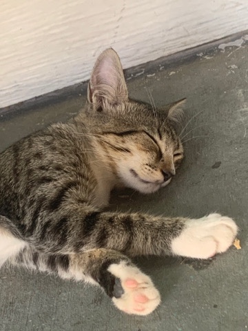 cat for rehome