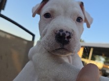 American Pit Bull Terrier – pit bull puppies for sale – New Caney
