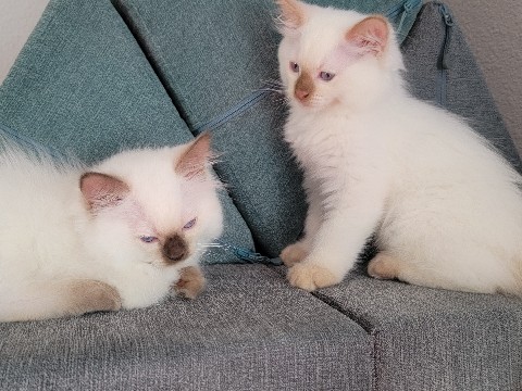 Ragdoll – Ragdoll kittens – Sedro-Woolley