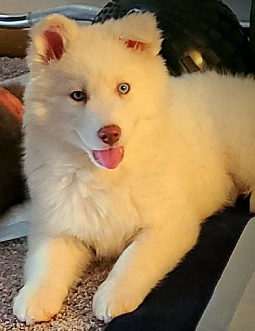 Siberian Husky – Mystique