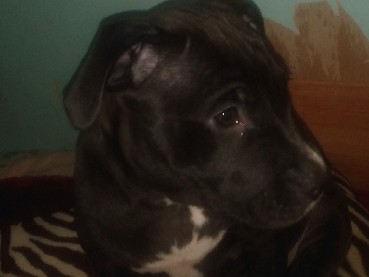 Bull and Terrier – Girl #1