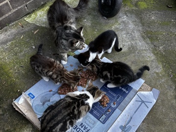 Persian (Traditional) – kittens
