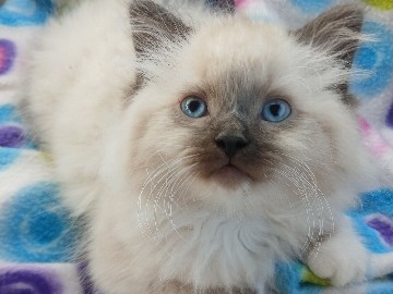 Male ragdoll kitten 