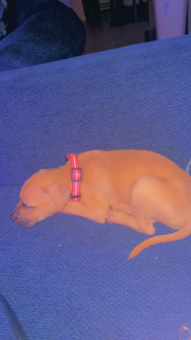 American Pit Bull Terrier – selling pitbull