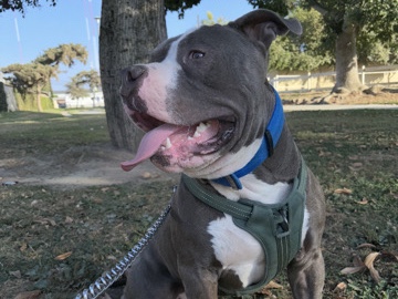 American Pit Bull Terrier – looking for new home – Arcadia