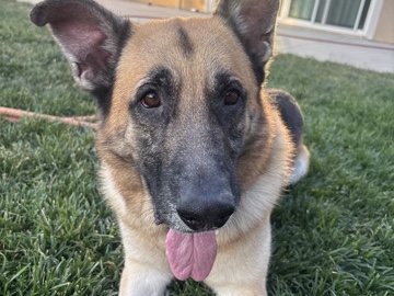 German Shepherd – Friendly German Shepherd – 4 Years Old – Winchester – Winchester