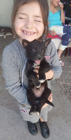 German Shepherd – German Shepard puppies