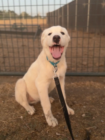 great pyranees mix puppy