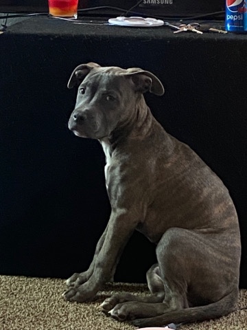 American Pit Bull Terrier – Kong