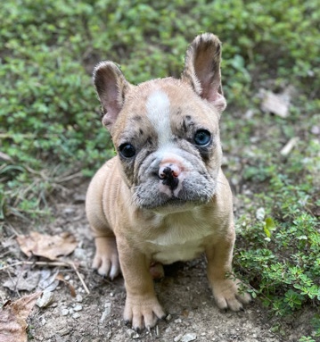 French Bulldog – AKC Otter Village Frenchies