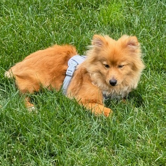 Pomeranian – Puppy For Sale