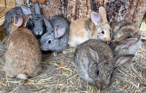 Flemish Giant Rabbits 
