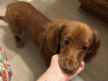 Dachshund – Sweet Mini Dachshund Looking for a Loving Home – Warner Robins