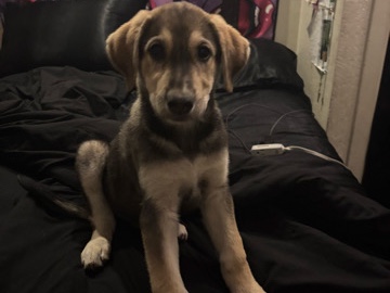 german shepherd/ great pyrenees 