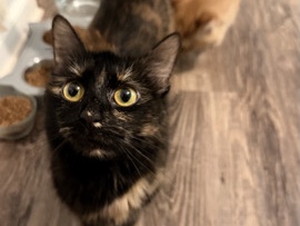 American Wirehair – very sweet and loving cat best if she is the only cat – Buford