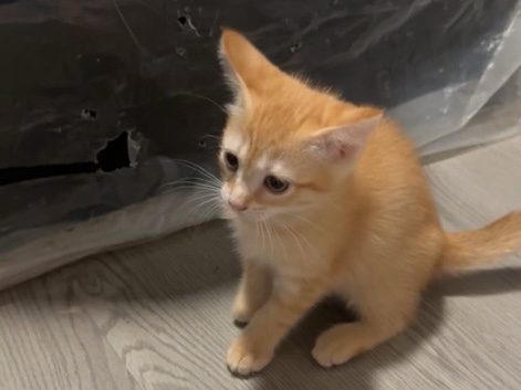 American Shorthair – free kitten – Houston