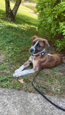 American Pit Bull Terrier – Terrier Puppy : Birdie