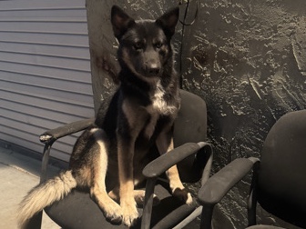 Sakhalin Husky – Hercules – Post