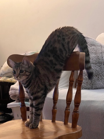 Bengal – bengal female