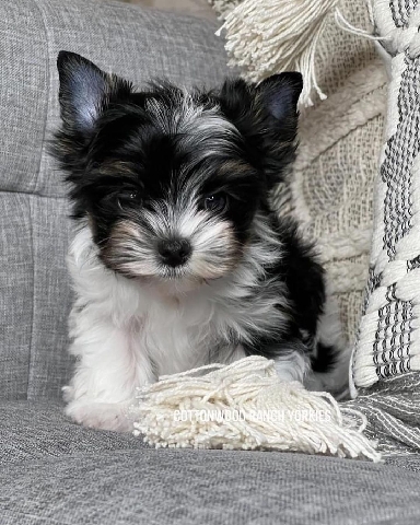 Yorkshire Terrier – Bruno