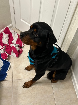 Rottweiler – Rottweiler Puppy