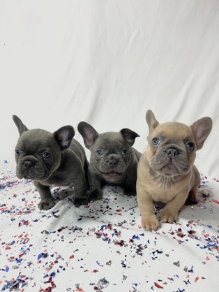 French Bulldog – Frannies Frenchies