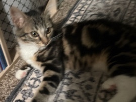 kitten – Anaheim