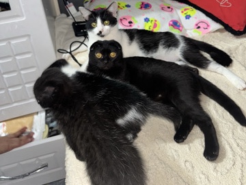 finding new home for my cats – Abu Dhabi