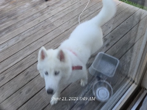 Siberian Husky – white husky puppy – Bloomington