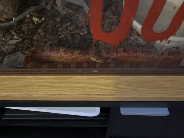 Any – corn snake