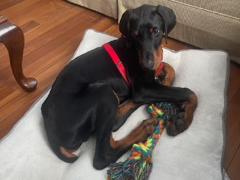Doberman Pinscher β Butchie Needs a New π‘