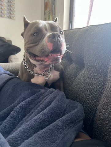 American Bulldog – pocket bully for sale