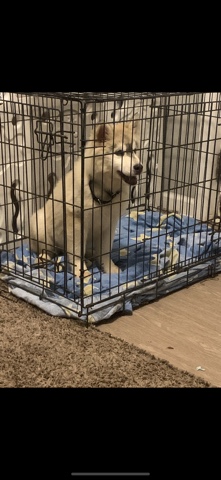 rehoming Female Husky puppy