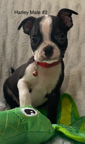 Boston Terrier – AKC Boston Terrier