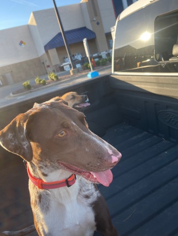 Catahoula Cur – Sweet Sadie